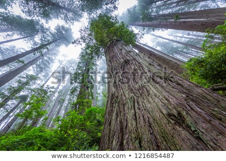 Zdjęcia stock: Sequoias In California View From Below