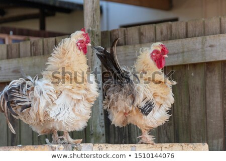 Stock photo: 2 Days Old Chicken Eating Corn