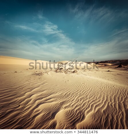 Foto stock: Desert Landscape With Dead Plants In Sand Dunes Under Sunny Sky