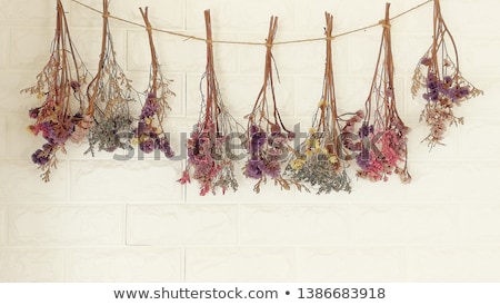 Сток-фото: Drying Flowers