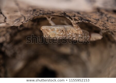 Stok fotoğraf: Fan Fingered Gecko Ptyodactylus Guttatus Hanging Upside Down From A Cave Roof Judean Desert Isra