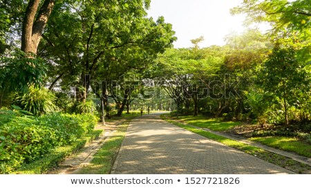 Stock foto: Lush Greenery