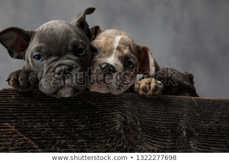 ストックフォト: Cute Heads Of American Bully Puppies Sitting In Wooden Box