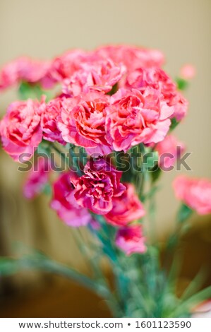 Stok fotoğraf: Bouquet Of Pink Carnation