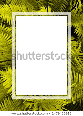 Foto d'archivio: Abstract Background With Paper Frame And Bunch Of Ferns For Chri