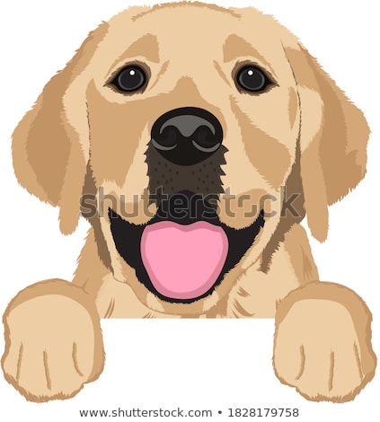 Zdjęcia stock: Portrait Of An Adorable Golden Retriever