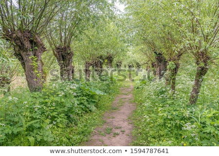 Stock fotó: Row Pollard Willows And Cow Parsley