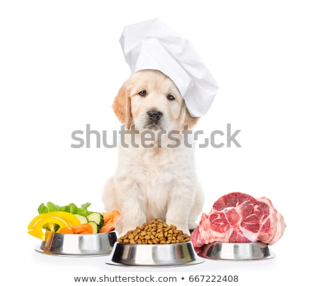 Stockfoto: Dog With Food Choice