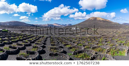 ストックフォト: The Vines Of Lanzarote