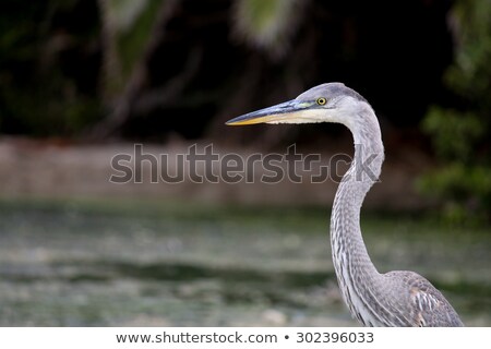 Foto stock: The Great Blue Heron Flying By The Water At Malibu Beach In Augu