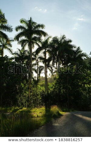 Foto stock: Palms In Cuba