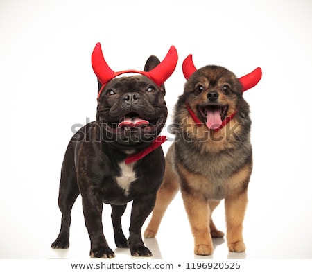 Zdjęcia stock: Couple Of Cute Devil Dogs Celebrating Halloween Together