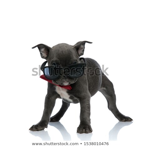 [[stock_photo]]: Cute Gentleman American Bully With Sunglasses Looks To Side