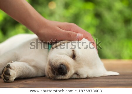 Stockfoto: Hand Protect A Sleeping Labrador Puppy - Close Up