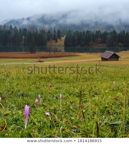 Stockfoto: Alpine Lake And Flowering Meadow In Bavaria