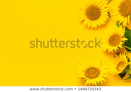 Foto d'archivio: Yellow Sunflower