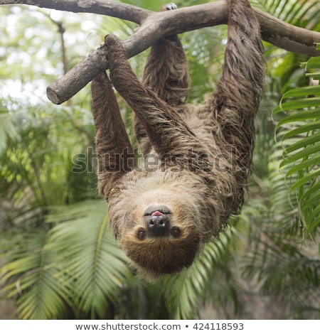 Foto d'archivio: Two Toed Sloth Hanging In Tree