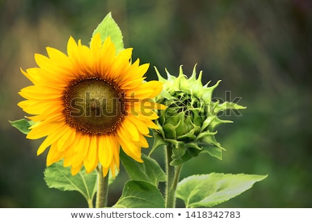 Сток-фото: Sunflower In Focus