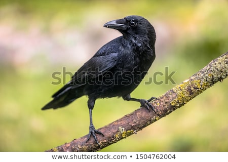 Stok fotoğraf: Carrion Crow Corvus Corone