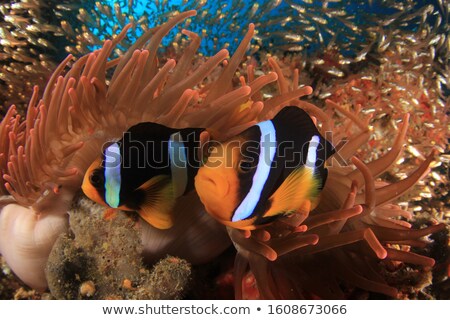 Stock photo: Clark Anemonefish