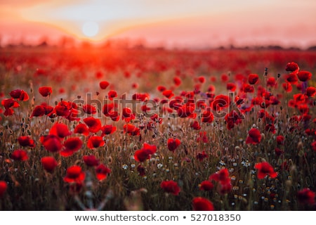 [[stock_photo]]: Hamp · de · coquelicots · rouges