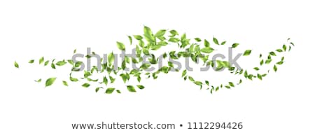 Green Flying Leaves Foto stock © kostins