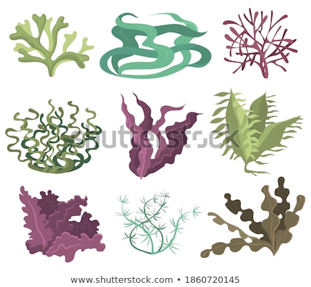 Foto d'archivio: Green And Purple Seaweed Vector Illustration