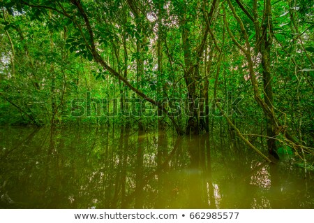 Foto stock: Dense Vegetation Closeup