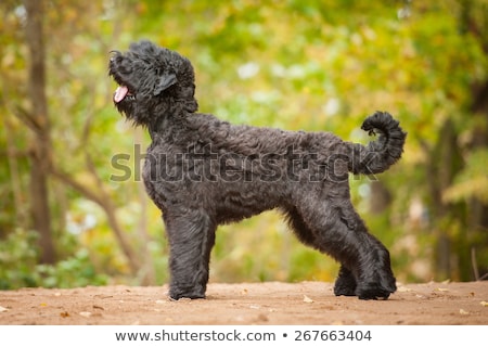 Stockfoto: Portrait Of An Adorable Black Russian Terrier