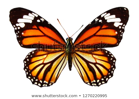 Stock photo: Monarch Butterfly