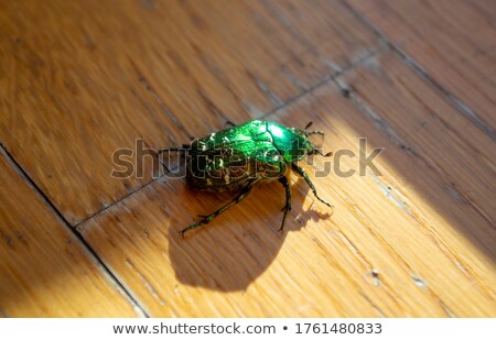 Stock photo: Big Shell With Gold Collor Inside