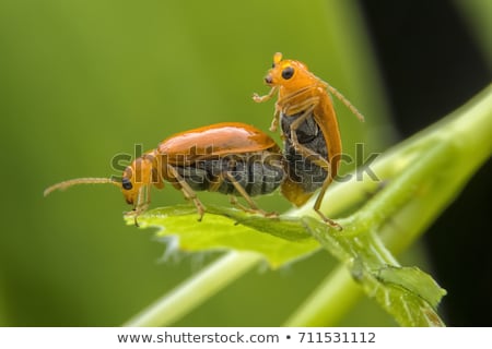 Foto stock: Areja · sexual