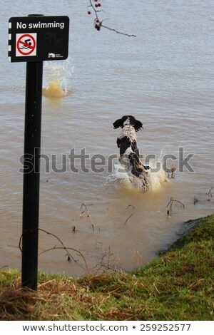 Stockfoto: Working Type Engish Springer Spaniel Pet Gundog Jumping On A San