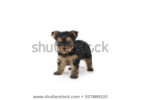 Stockfoto: Teacup Yorkshire Terrier On White Background