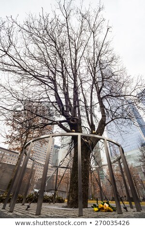 Сток-фото: Survivor Tree Manhattan New York