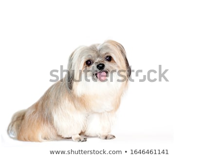 Foto stock: Mixed Breed Cute Little Dog Family