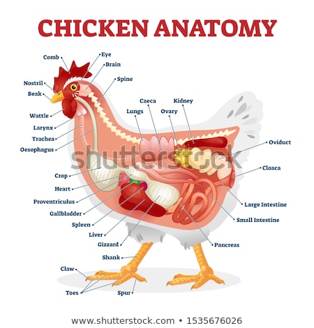 Stock fotó: Anatomy Of Chicken