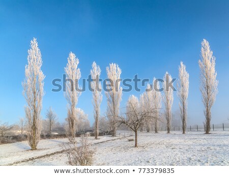 Foto stock: Plane Trees With Hoar Frost With Deep Sunbeam