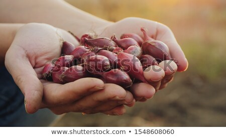 Foto stock: Iembra · de · cebollas