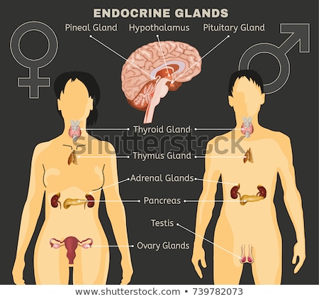 Zdjęcia stock: Female Reproductive Organs Uterus And Ovaries Health Care