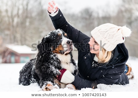 ストックフォト: Woman Walking Bernese Mountain Dog On A Winter Day