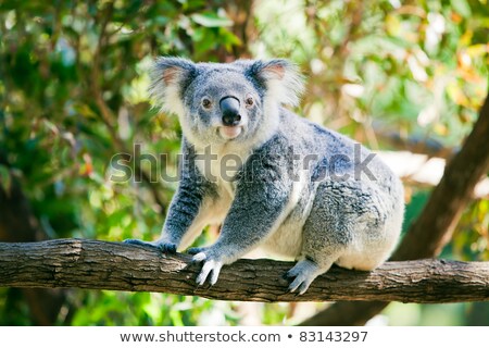 Foto stock: Australian Koala In Its Natural Habitat Of Gumtrees