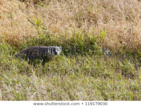 Stock fotó: Badger Young Saskatchewan