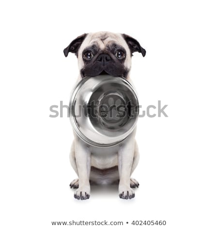 [[stock_photo]]: Dog Bowl Hungry Meal Eat