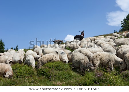 Stockfoto: Donkeys Cows And Sheep On Pasture