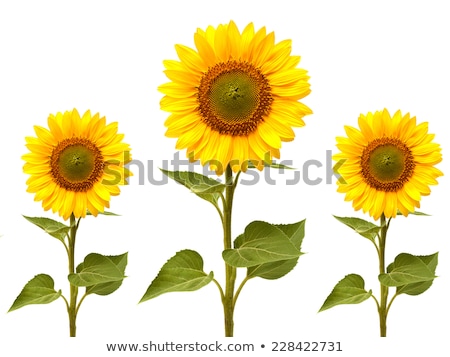 Сток-фото: Bouquet Of Three Sunflower