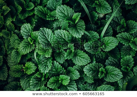 Stock photo: Green Leaf Of Pepper