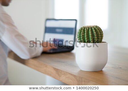 Zdjęcia stock: Ofa · Cactus