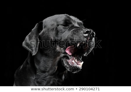 Foto stock: Sad Black Mixed Breed Dog Licking Lips In A Black Studio