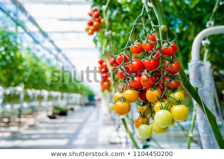 Stock photo: Greenhouse